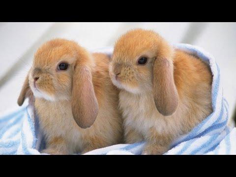 Ultimate A Funny And Cute Bunny Rabbit Videos Compilation 2016 | Laugh TV