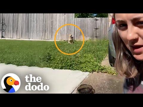 Puppy Gets Dumped In Exactly The Right Place #Video
