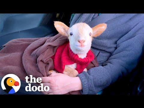 Lamb Comes To Work With Mom And Headbutts Her Coworkers #Video