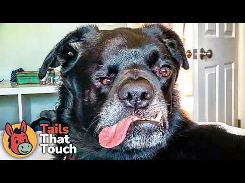 Crooked-Faced Dog Saves House From Burning Down #Video