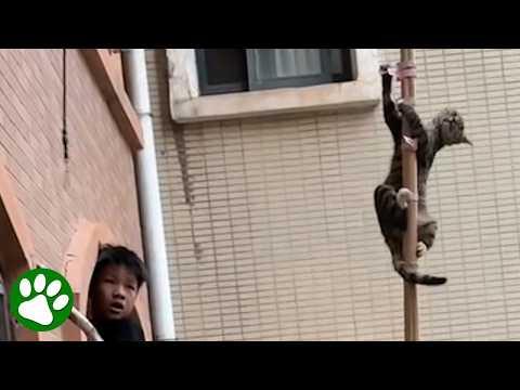 Desperate Cat Stuck High Up: The Incredible Rescue You Have to See #Video