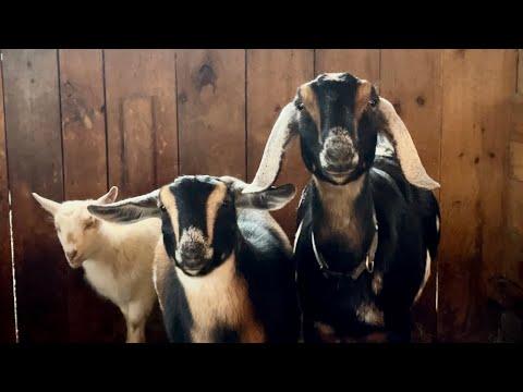 Barn sounds on a snowy night! #Video