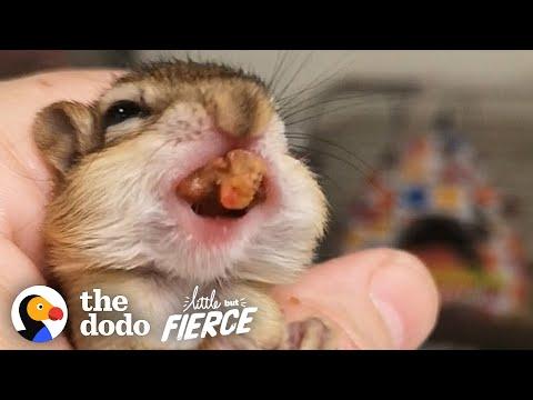 Tiny Hairless Baby Chipmunks Grow Up To Have The Cutest Stripes Video | The Dodo Little But Fierce