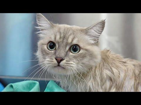 Grooming This Ragdoll Kitten Was a Full-Blown Comedy Special #Video