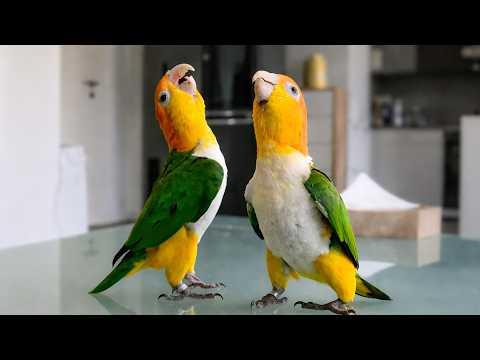 Two Caiques Changed Everything… Story Of Two Parrots #Video