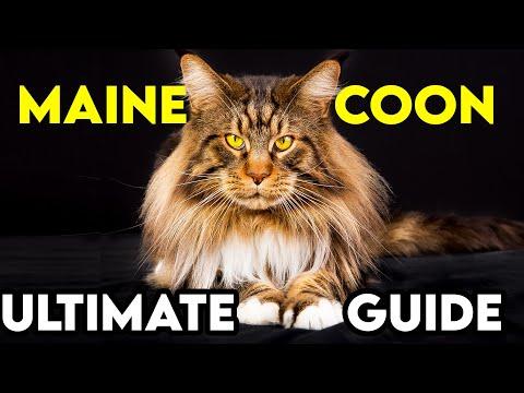 MAINE COON 101 - Ultimate Guide 2024 #Video