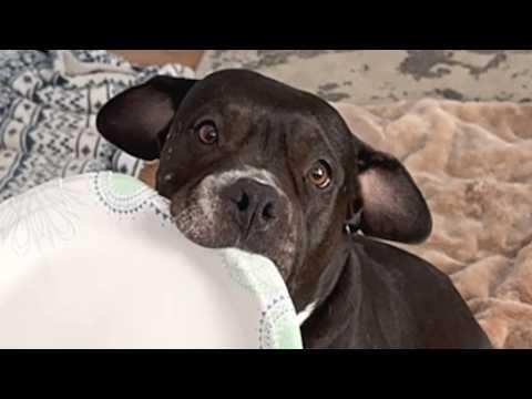 Dog has hilarious reaction to Chinese food #Video