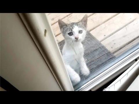A kitten showed up on a family's doorstep for food and started moving to the window to peek in #Vide