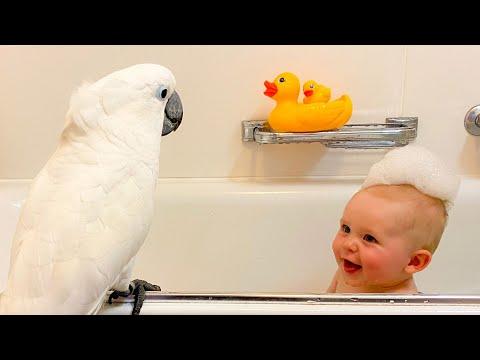 Cockatoo And Baby Boy Are Instant Best Friends #Video