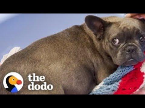 Couple Rescues A Pregnant Frenchie #Video