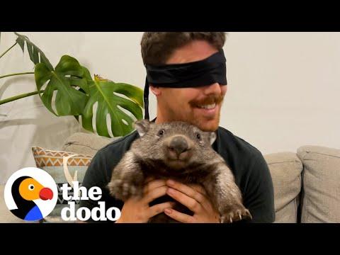 This Guy's Dad To 3 Baby Wombats  #Video
