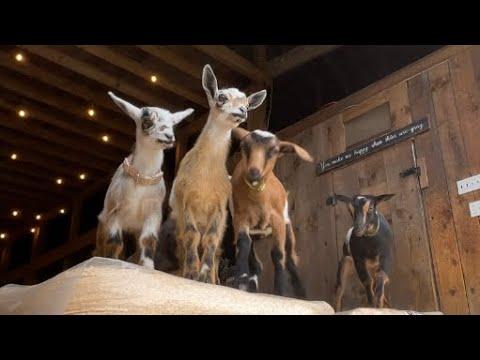 2026 Running of the goats! | Sunflower Farm Creamery #Video
