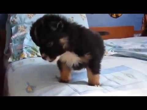 Angry Puppy In Bed Video