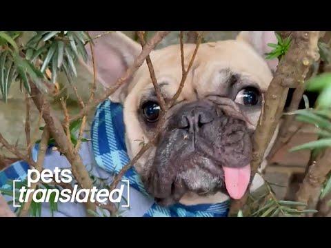 Best of June | Pets Translated  #Video