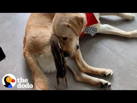 A Year In The Life Of A Wild Boar Raised By A Yellow Lab #Video