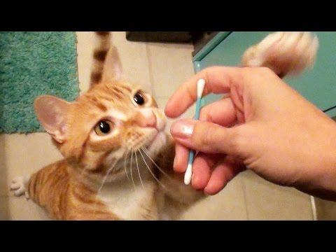 My Cats Are Obsessed With Q-Tips!