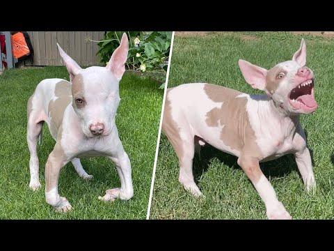 Tiny pup knuckles over after growing too fast  #Video