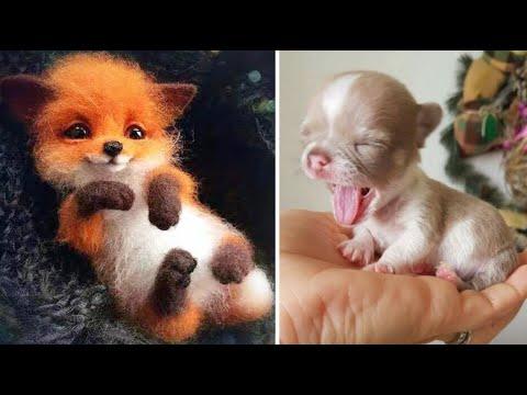 Cute baby animals Videos Compilation cute moment of the animals - Cutest Animals #1