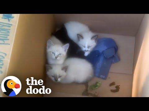 Dad Finds A Box Of Kittens Outside And Brings Them All In... #Video