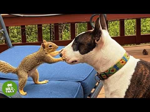 A Wild Rescued Squirrel Returns Daily to See Millie, and No One Can Explain Why #Video