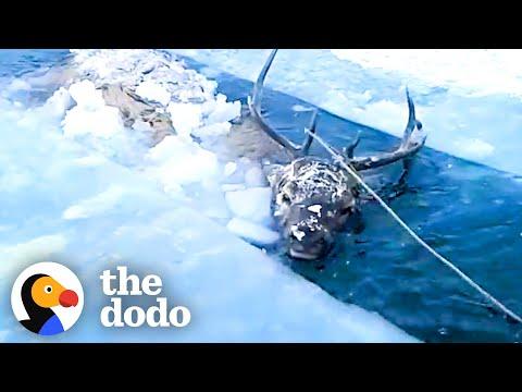 Men Chainsaw A Frozen Lake To Save Deer #Video