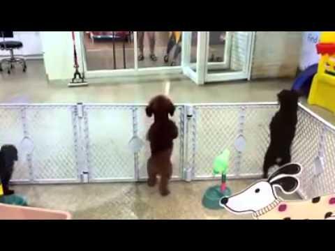 Excited Puppy Spots His Human And Goes Wild!