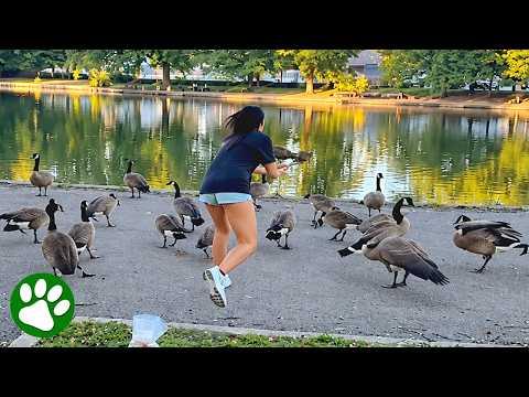 Woman Drops Everything To Help Goose in Danger #Video