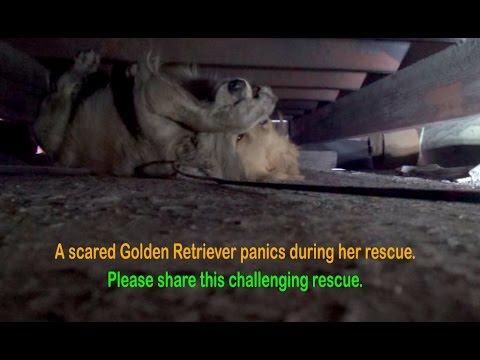 A Scared Golden Retriever Panics During Her Rescue.