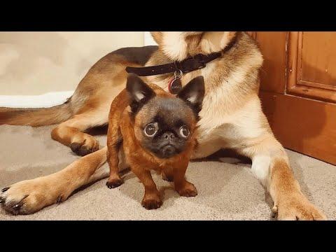 Woman discovers her adopted dog is actually dwarf #Video