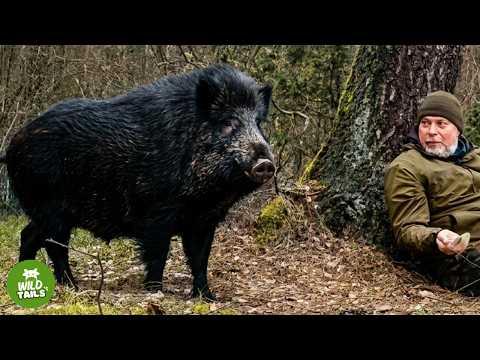 This Wild Boar Could Go Back To The Forest Anytime — Yet He Never Leaves My Side #Video