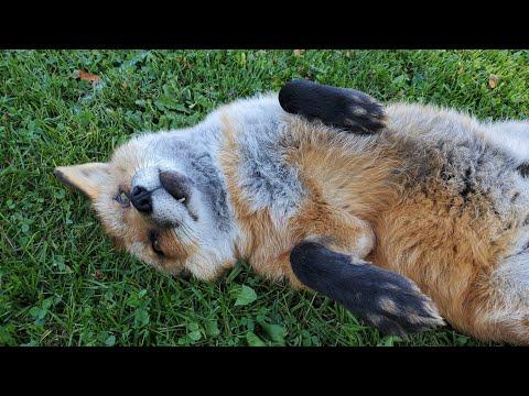 A Finnegan Fox hehe a day keeps the depression away #Video