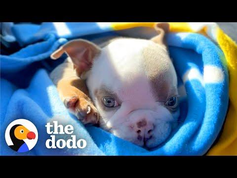 Guy Rescues Teeniest Frenchie Puppy Who Hops Like A Bunny #Video