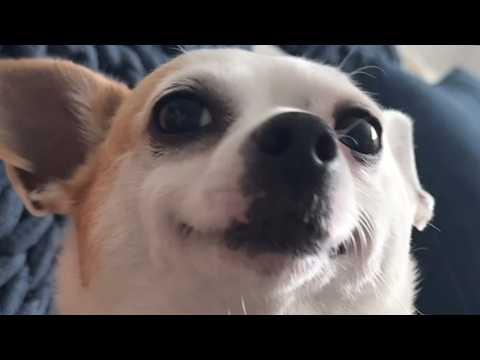 Waiting to adopt dog, woman gets grand sign from universe #video