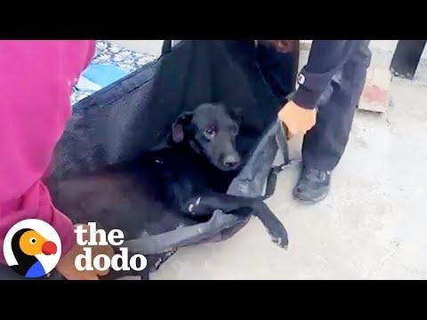 Pregnant Mama Dog Survives Getting Shot And Meets Her TWIN #Video