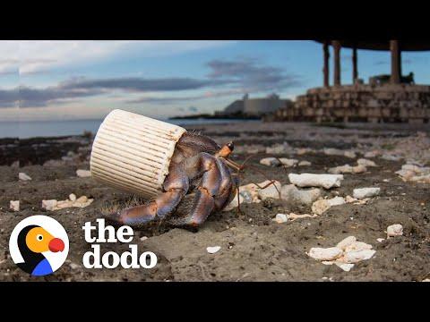 Guy Finds Hermit Crabs Living In Plastic And Offers Them New Shells #Video