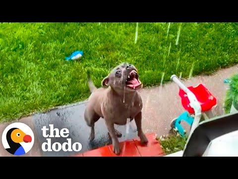 Pittie Leaps Out The Door When It Rains #Video