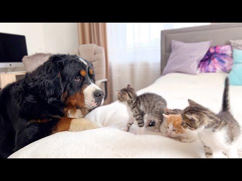 Big Dog Meets Tiny Kittens [Cuteness Overload] #Video