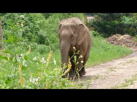 A New Beginning: Mae Mai’s Inspiring Transformation - ElephantNews #Video