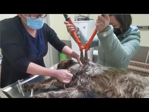 Dog got trapped in a wire that was cutting his body.He literally asked for help. #Video