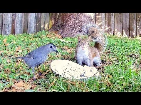 Catbird Loves Dragon Fruit - Squirrels Not so Much