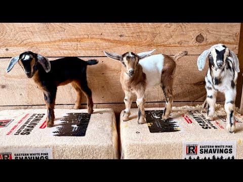 Newborn Baloo meets big kid triplets! #Video