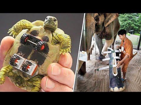 14 Animals That Got a New Lease of Life With Prostheses Video