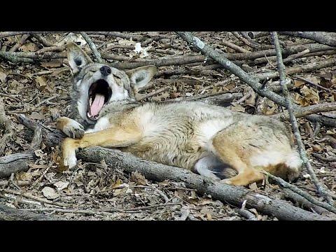 Critically Cute Red Wolf Acts Like a Total Goofball #Video