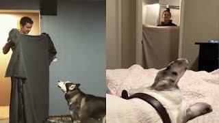 Dogs React to Magic Trick with Blanket - What the Fluff Challenge