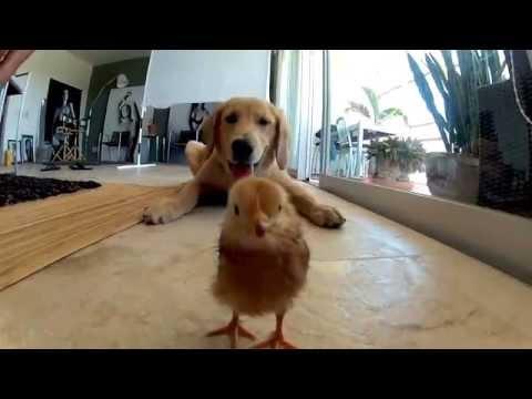 The Best Funny Golden Retriever And A Chicken In Love