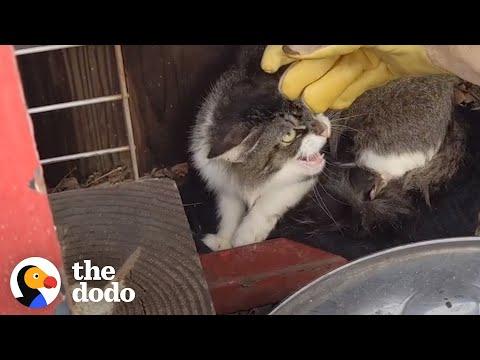 Mother Cat And Her Kittens Take In A New Family Member #Video