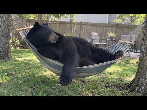 You can't get past this FUNNY ANIMALS video! #Video