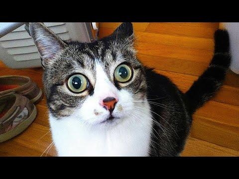 Cats just act, nothing more - Funny Cats Videos #Video