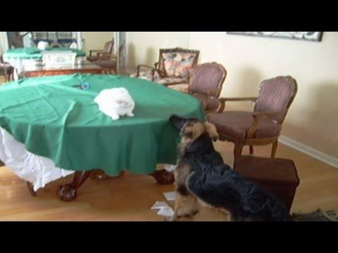 Music Montage: Cats And Dogs