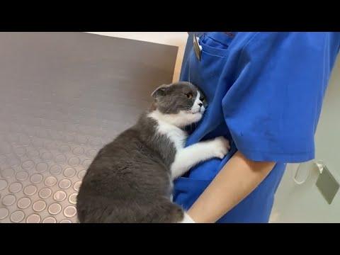 When Cat Learning to Trust Vet  #Video